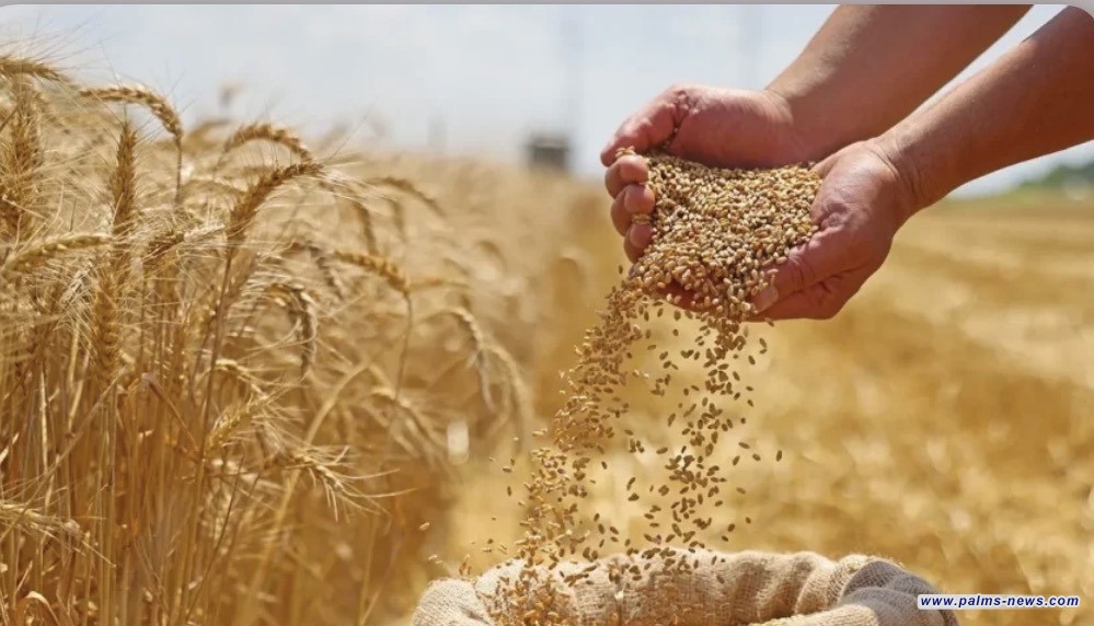 وزارة التجارة تعلن جاهزيتها الكاملة لانطلاق موسم تسويق الحنطة